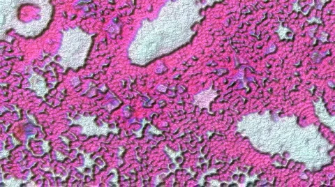 1080P HD Sci-Fi Microscopic Slides of Organs and Tissues Vidéo 118957