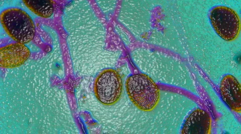 1080P HD Sci-Fi Microscopic Slides of Organs and Tissues Stock Footage