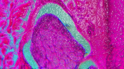 1080P HD Sci-Fi Microscopic Slides of Organs and Tissues Stock Footage 129518