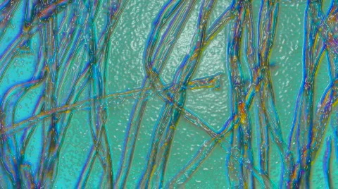 1080P HD Sci-Fi Microscopic Slides of Organs and Tissues Vidéo 129547