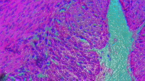 1080P HD Sci-Fi Microscopic Slides of Organs and Tissues 動画素材 129591