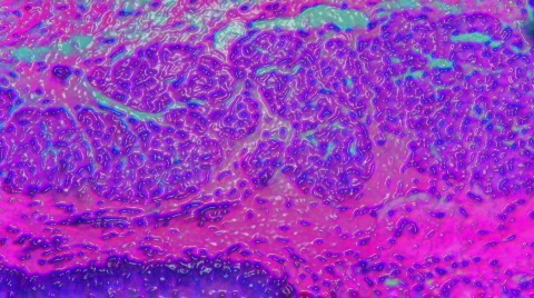 1080P HD Sci-Fi Microscopic Slides of Organs and Tissues 動画素材 129797