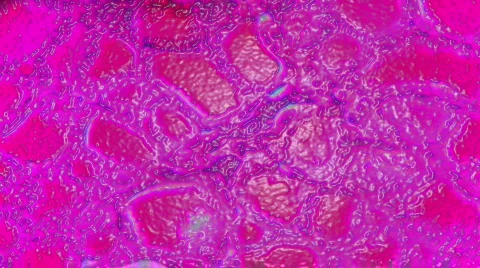 1080P HD Sci-Fi Microscopic Slides of Organs and Tissues 動画素材 130012