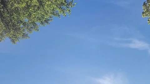 1080p Hyper-Lapse of Blue Sky with Contrail and Trees Stock Footage 310702167