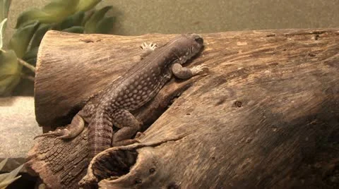 1080p Iguana on a Log Video stock 12874027