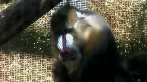 1080p Large Baboon in a Cage Close Up 스톡 동영상 12875419