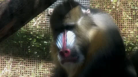 1080p Large Baboon in a Cage Video stock 12876512