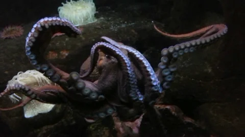 1080p Octopus Stock Footage 39703515
