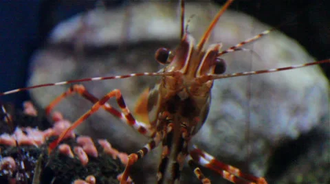 1080p Prawn Close Up 스톡 동영상 39926398