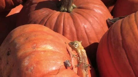 1080p Pumpkins 5 Stock Footage 12376325