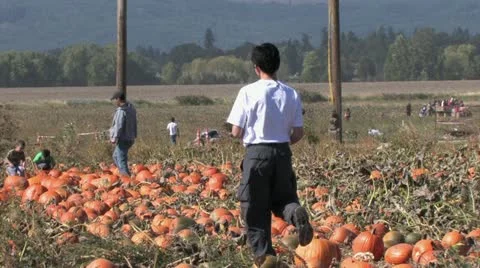 1080p Pumpkins 7 스톡 동영상 12376431
