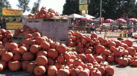 1080p Pumpkins Stock-Footage 12376580