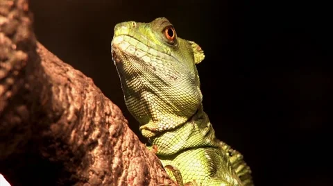 1080p Reptile Sitting on a Log 2 Stock-Footage 40972995