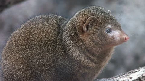 1080p Rodent Stock Footage 12426190