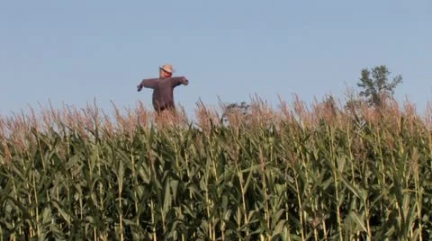1080p Scarecrow 2 스톡 동영상 12376663