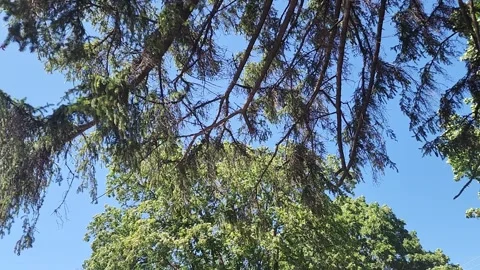 1080p Slow-Motion Tree Canopy Against Blue Sky Stock Footage 310702315