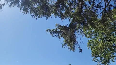 1080p Slow-Motion Wide Tree Canopy with Blue Sky Stock Footage 310702300