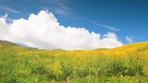 1080p Time lapse, Rolling clouds behind yellow wild mustard hillside Stock Footage 43062032
