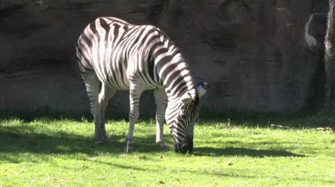 1080p Zebra Grazing Video stock 12433855
