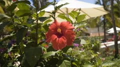 red hibiscus flower on a bush,4K