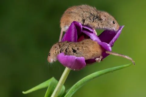 Cute harvest mice micromys minutus on purple tulip flower foliage with ...