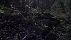 slow moving shot on mossy stones in forest