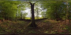 Forest in Spring - 360VR (1)