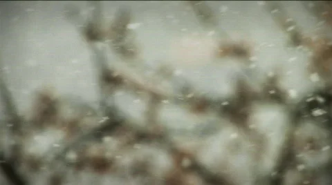 1089 Cherry Tree Spring Blizzard Stock-Footage 360433
