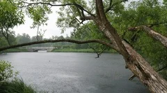 Rain on the lake in the Alexander Park in Pushkin