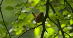 Tiny Wren woodland bird pecking insects from leaves green forest slow motion