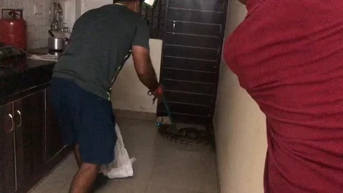 10ft long python caught in kitchen in India Vidéo 106302414