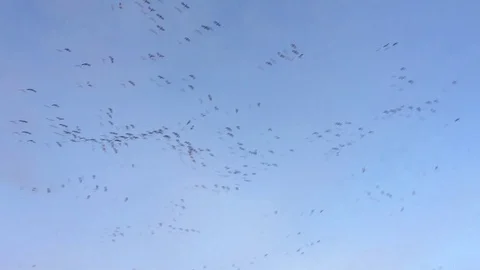 10k ducks Stock Footage 129408219