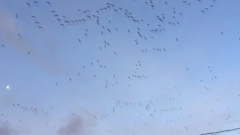 10k ducks-no sound Stock Footage 129408210