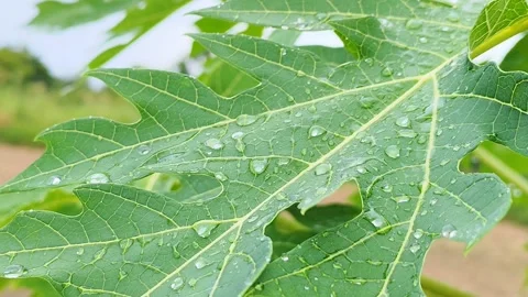 10Nature Video stock 338243238