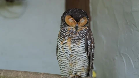 10qqq Stock Footage 305622911