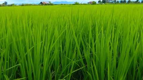 10.wind blows in the rice fields Stock Footage 113533374