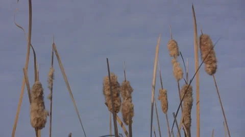 11-01-2010 Stock Footage 916806