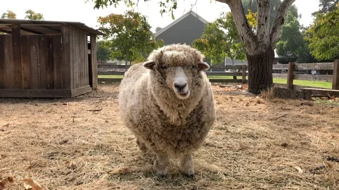 11 07 19 4K HD Video Fluffy Sheep Stock Footage 122022810