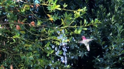 11 07 19 4K HD Video Hummingbird Stock Footage 122119941