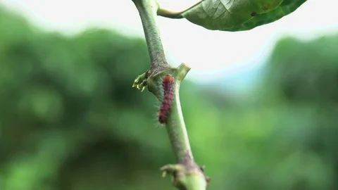 11-10-62-005 Stock Footage 117264193