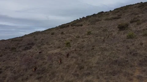 11 deers running at fields Stock Footage 170475424
