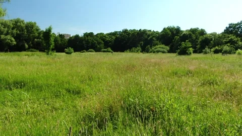 11 flying over a field, grass sprouting, midsummer, forest Stock Footage 267402929