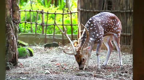 11 Stock Footage 10834503