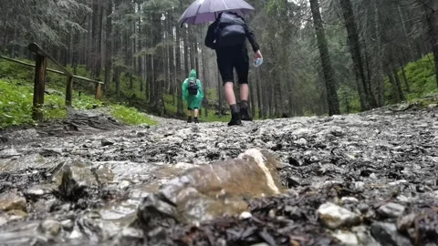 11 - hikers walking on forest path up hill in rain Vídeos de archivo 329059000