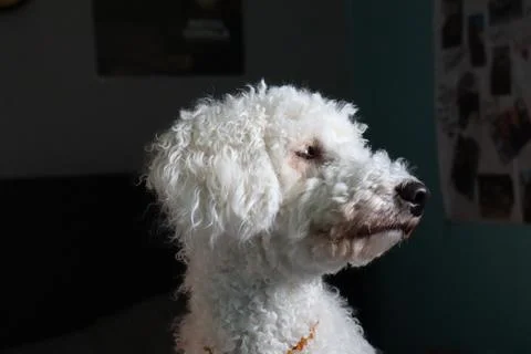 11 month old poodle is looking to the sky Stock Photos