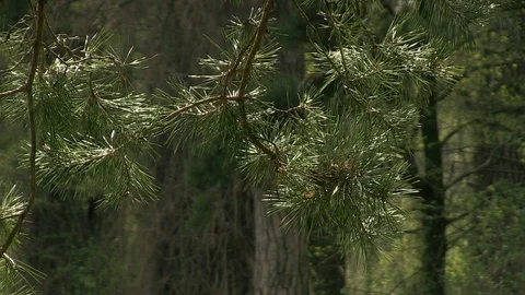 11-pine branch in the sun 库存影片 126630233