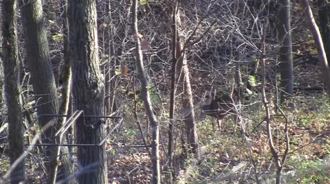 11 point Buck on the Run 動画素材 41983548