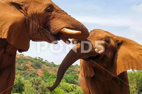 11 Two African Elephant close encounter sanctuary trunk and tusks Stock Photos