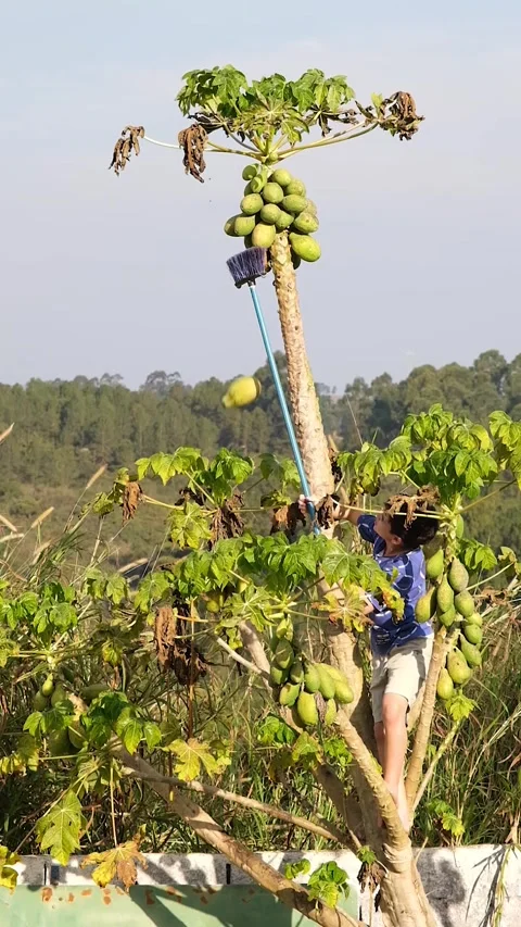 11 year old child on top of a papaya tree, removing fruit with a broom. Stock Footage 280521233