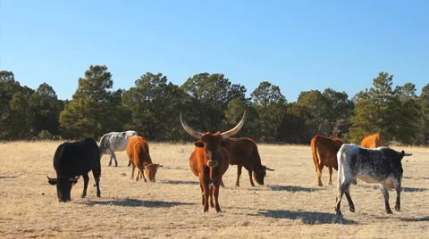110108 longhorn herd Stock Footage 1097243